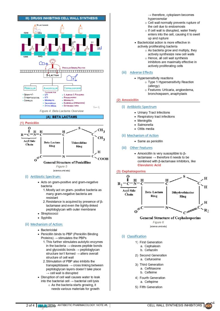 328 - Microbiology Physiology] Cell Wall Synthesis Inhibitors_ Part 1_page-0002