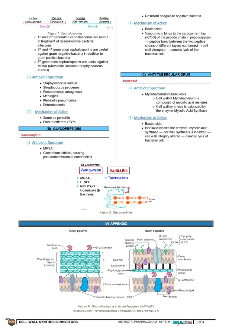 328 - Microbiology Physiology] Cell Wall Synthesis Inhibitors_ Part 1_page-0003